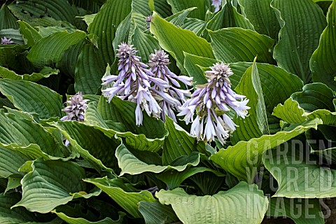 HOSTA_JADE_CASCADE