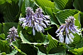 HOSTA JADE CASCADE