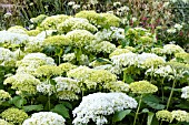 HYDRANGEA ARBORESCENS ANNABELLE