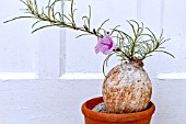 IPOMOEA HOLUBII