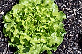 LACTUCA SATIVA GREEN OAK LEAF