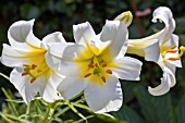 LILIUM CANDIDUM