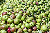 MALUS FRUIT THINNING