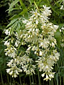 STAPHYLEA COLCHICA (BLADDER NUT)