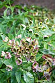 MATHIASELLA BUPLEUROIDES GREEN DREAM