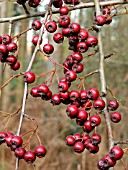 CRATAEGUS MONOGYNA (HAWTHORN)