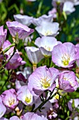 OENOTHERA SISKIYOU