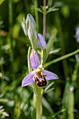 OPHRYS APIFERA