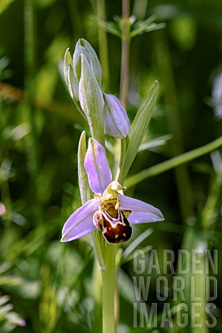 OPHRYS_APIFERA