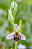 OPHRYS APIFERA