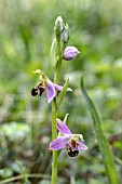 OPHRYS APIFERA