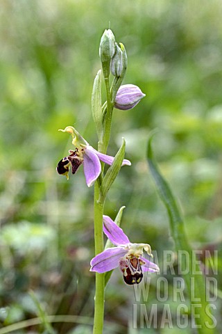 OPHRYS_APIFERA