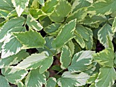 AEGOPODIUM PODOGRARIA VARIEGATA (VARIEGATED GROUND ELDER)