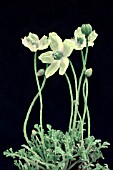 PAPAVER MIYABEANUM PACINO