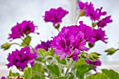 PELARGONIUM CUCULLATUM