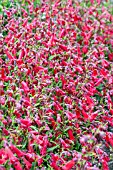 PENSTEMON RED SENTINEL