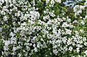 PHILADELPHUS BELLE ETOILE