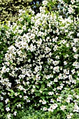 PHILADELPHUS BELLE ETOILE