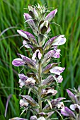 ACANTHUS HUNGARICUS