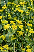 BUPLEURUM GREEN FIELD