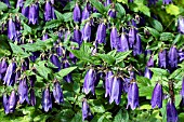 CAMPANULA PUNCTATA SARASTRO