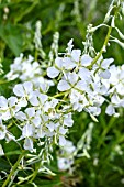 EPILOBIUM ANGUSTIFOLIUM ALBUM