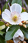 EUCRYPHIA NYMANSAY