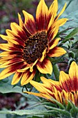 HELIANTHUS ANNUUS RING OF FIRE