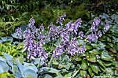 HOSTA BLUE CADET