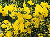 CYTISUS SCOPARIUS (BROOM)