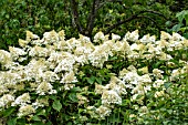 HYDRANGEA PANICULATA PHANTOM