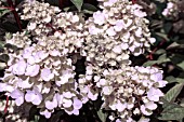 HYDRANGEA PANICULATA SUNDAE FRAISE (RENSUN)