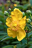 HYPERICUM FORRESTII