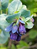 CERINTHE MAJOR PURPURESCENS