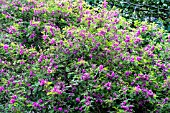 INDIGOFERA HETERANTHA