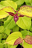 LEYCESTERIA FORMOSA GOLDEN LANTERNS