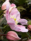 CLEMATIS MONTANA TETRAROSE