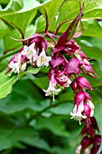 LEYCESTERIA FORMOSA