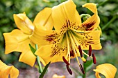 LILIUM YELLOW BRUSE