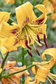 LILIUM YELLOW BRUSE