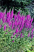 LYTHRUM SALICARIA