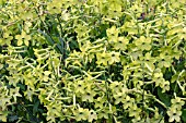 NICOTIANA LIME GREEN