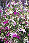 NICOTIANA WHISPERS MIXED