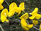 CYTISUS SCOPARIUS (BROOM)