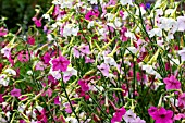 NICOTIANA WHISPERS MIXED