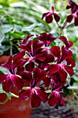 PELARGONIUM CHOUN CHO