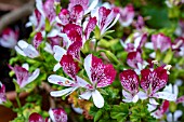 PELARGONIUM ESKAY SARR