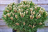 PINUS NIGRA MARIE BREGEON,