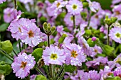 PRIMULA OOH LA LA PASTEL PINK