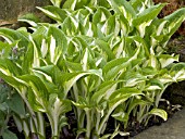 HOSTA FORTUNEI